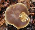 Agrocybe_firma_ca3327