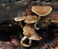 Agrocybe_firma_ca3340