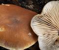 Agrocybe_firma_ca3352