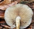 Agrocybe_firma_ca3356