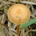 Agrocybe_paludosa_bf6085