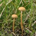 Agrocybe_paludosa_bf6089