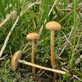 Agrocybe_paludosa_bf6091