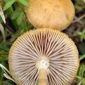 Agrocybe_paludosa_bf6097