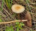 Agrocybe_paludosa_bs1151