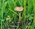 Agrocybe_paludosa_jd8317