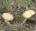 Agrocybe_praecox_aa8571