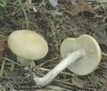 Agrocybe_praecox_aa8582