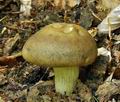 Agrocybe_praecox_bt7003