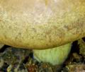 Agrocybe_praecox_bt7007