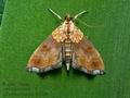 Agrotera_nemoralis_ct3156s