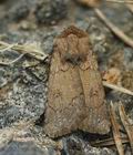 Agrotis_cinerea_ji4811s