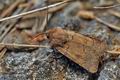 Agrotis_cinerea_ji4826s