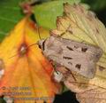 Agrotis_exclamationis_ab0316