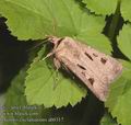 Agrotis_exclamationis_ab0317