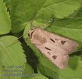 Agrotis_exclamationis_ab0319