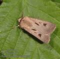 Agrotis_exclamationis_ab0320