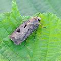 Agrotis_exclamationis_bj8537