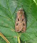 Agrotis_exclamationis_bn8326