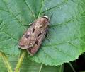 Agrotis_exclamationis_bn8330