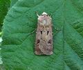 Agrotis_exclamationis_bo0322