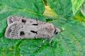 Agrotis_exclamationis_hz3852