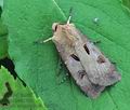 Agrotis_exclamationis_hz8522