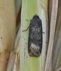 Agrotis_ipsilon_bs5496