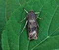 Agrotis_ipsilon_bs5517