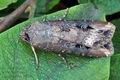 Agrotis_ipsilon_bs7022