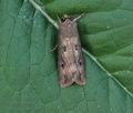 Agrotis_ipsilon_bu5705