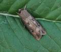 Agrotis_ipsilon_bu5709