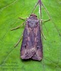 Agrotis_ipsilon_cv6064s
