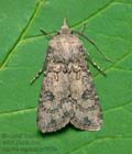 Agrotis_segetum_ja7933s
