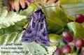 Agrotis_vestigialis_19