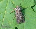 Agrotis_vestigialis_491