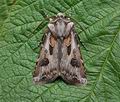 Agrotis_vestigialis_cy1235s