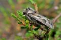 Agrotis_vestigialis_cy1367s