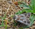 Agrotis_vestigialis_hy5096