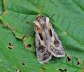 Agrotis_vestigialis_hy5117