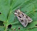 Agrotis_vestigialis_hy5120