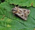 Agrotis_vestigialis_hy5270