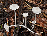 hemimycena_candida_bv8419