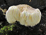 hericium_erinaceus_bv5026