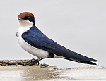 hirundo_smithii_pa2170263