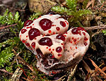 hydnellum_peckii_cr4495s