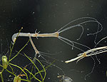 hydra_oligactis_cd5187