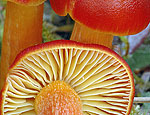 hygrocybe_punicea_am2784