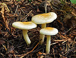 hygrophorus_lindtneri_bv2621