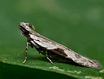 hypatima_rhomboidella_cx5966s